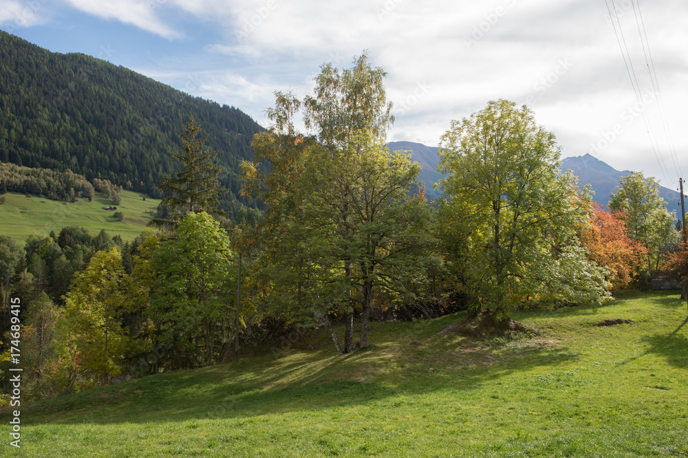 Fototapeta premium Epicéa