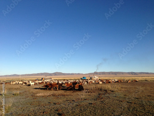Wallpaper Mural Two traditional yurts with livestock Torontodigital.ca