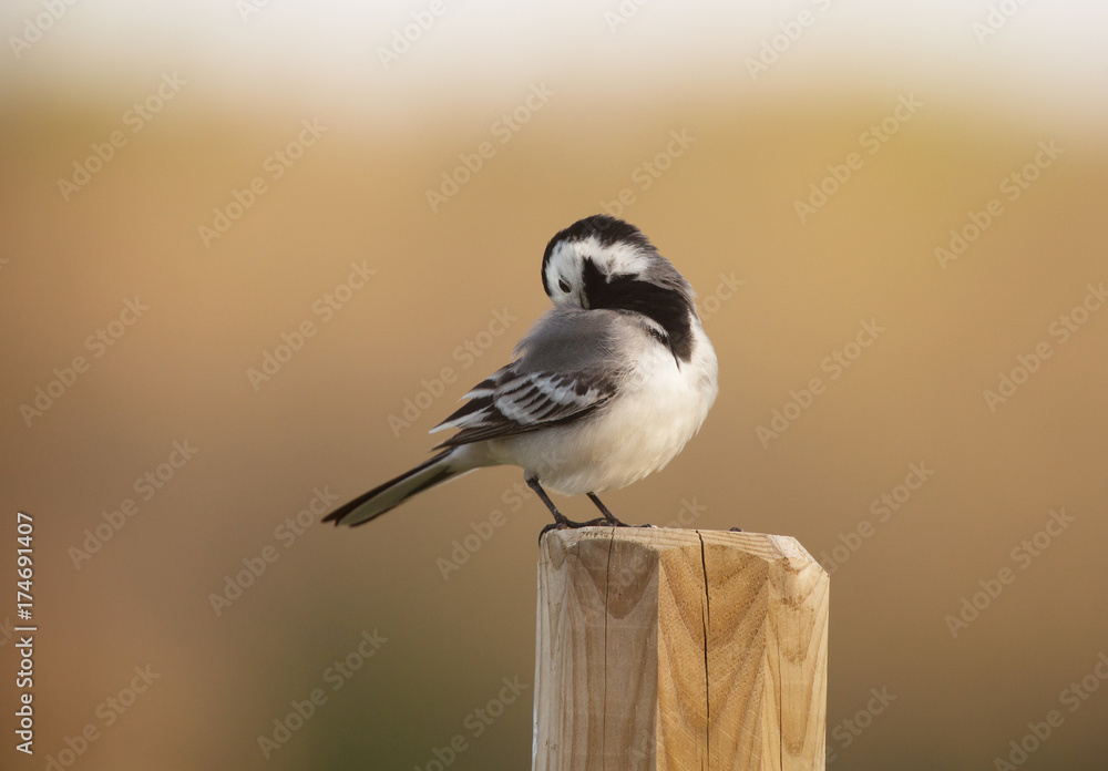 Obraz premium White wagtail (Motacilla alba)