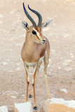 Dorcas Antelope