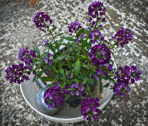 Small plant in flowerpot blooming with purple flowers