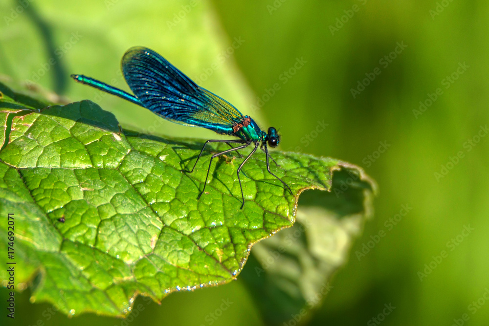Male banded demoiselle on green leaf Male banded demoiselle on green leaf