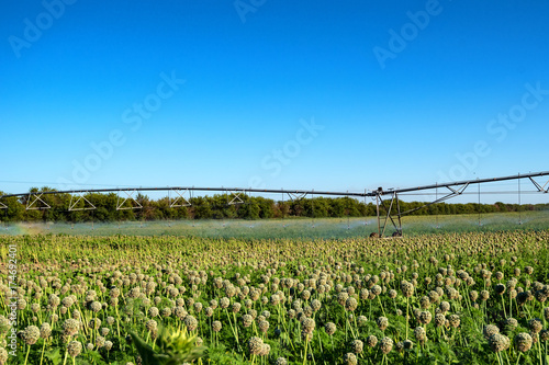 Drip irrigation system in field photo