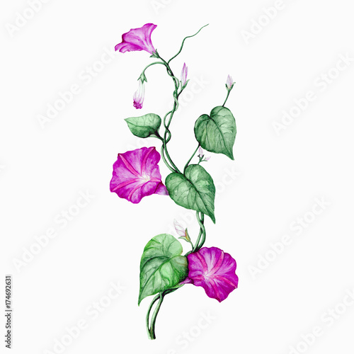 Watercolor morning glory