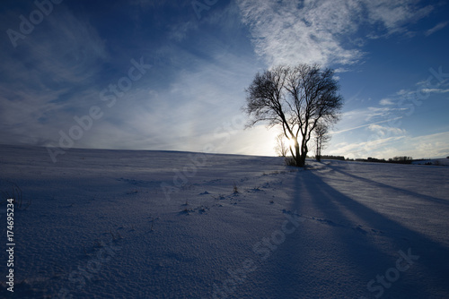 Baum im Winterland
