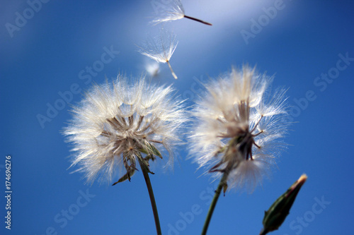 Dandelion Seed