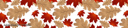 panorama autumn pattern from  oak leaves and dry red maple leaves