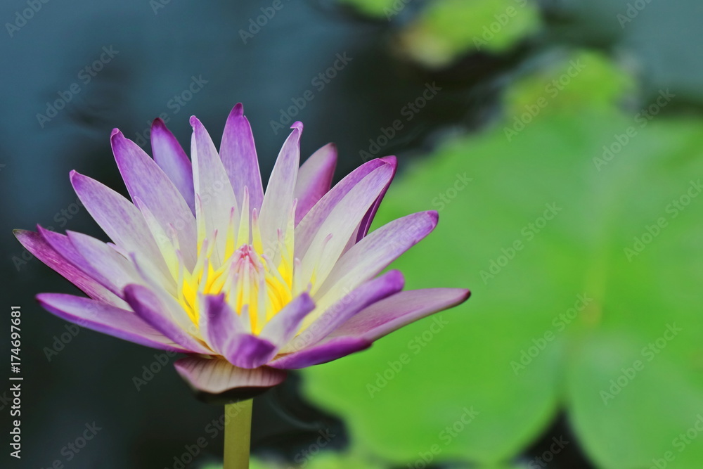 Violet and white lotus blooming with green leaf and water background. Violet and white lotus blooming with green leaf and water background.