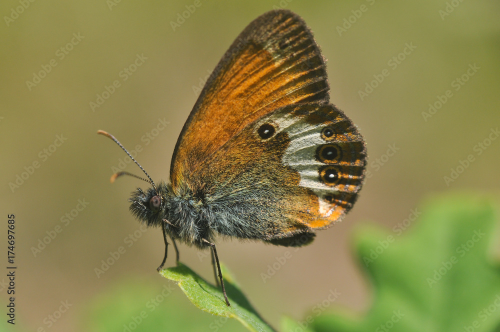 Obraz premium The Coenonympha arcania or Pearly Heath butterfly on a green leaf close up