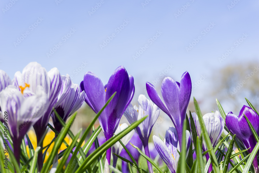 Violette Krokusse Wiese im Frühling.