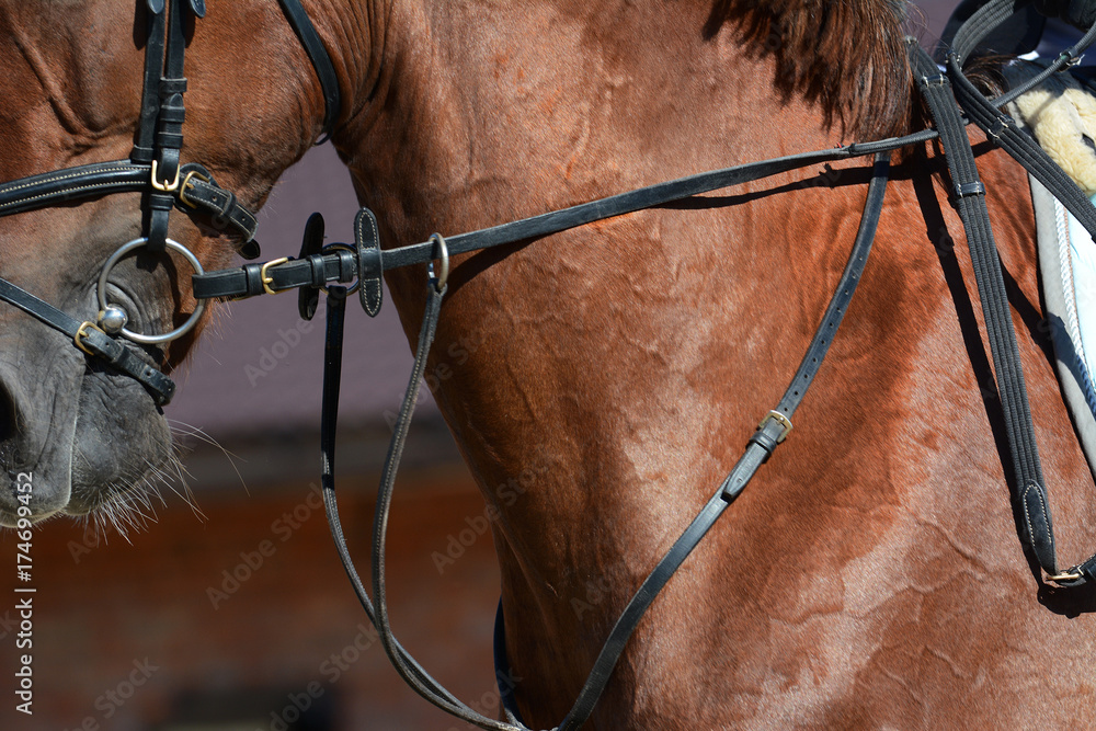 Neck of a red horse