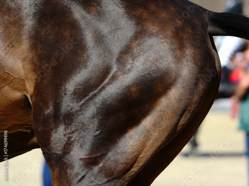 Obraz na płótnie Muscles on the leg of a sports horse w salonie