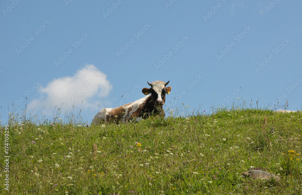 Fototapeta premium cow on the backs