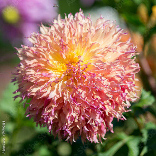 Fototapeta Naklejka Na Ścianę i Meble -  Flower of pink dahlia