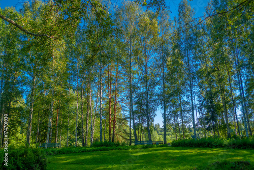 A beautiful summer pacifying natural landscape. Birch trees on the edge of the forest against the blue sky and streaming sunlight.