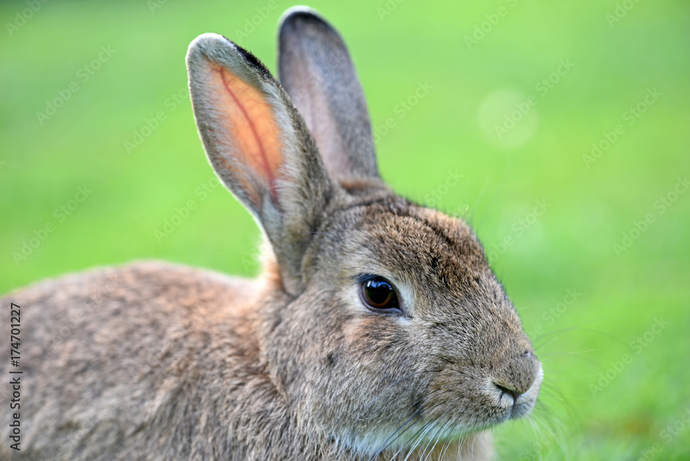 Bunny close up