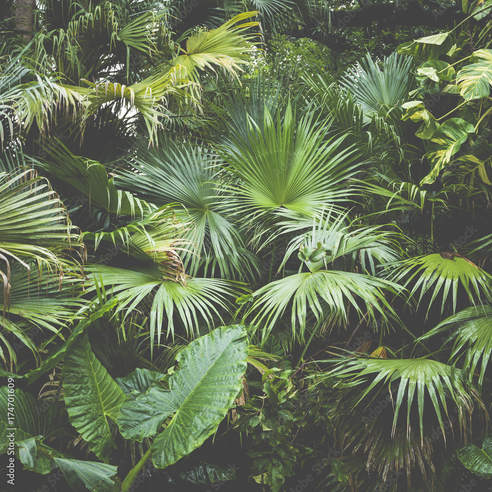 Naklejka premium piękne liście palmowe drzewa w słońcu