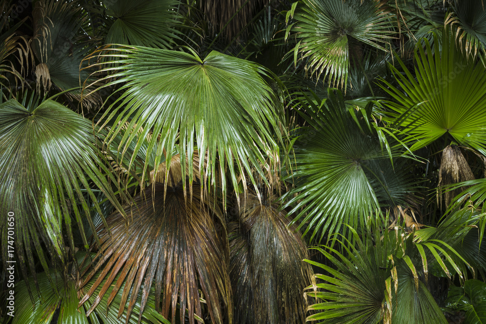 Fototapeta premium beautiful palm leaves of tree in sunlight