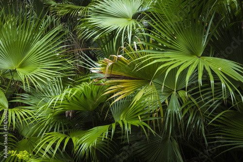 beautiful palm leaves of tree in sunlight