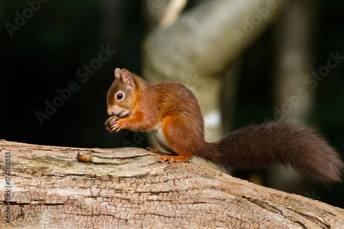European Red Squirrel (sciurus vulgaris) In beautiful natural setting