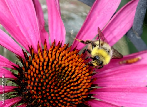 Hummel an Echinacea © jayrb