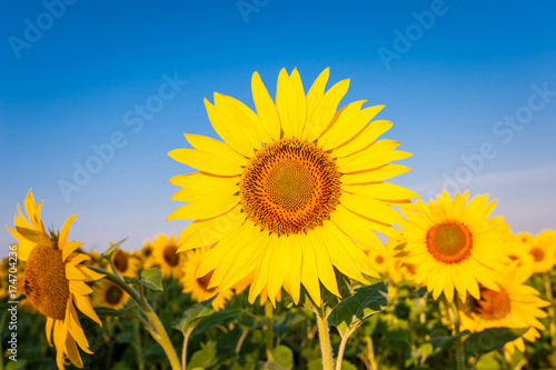 Single sunflower in sunflower field.