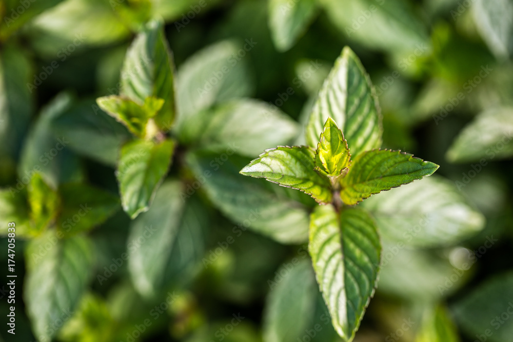 mint bud in closeup, blurred background, top view mint bud in closeup, blurred background, top view
