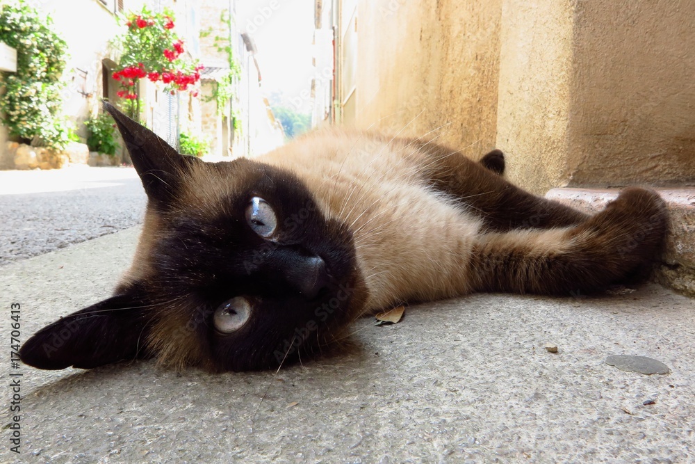Siamese cat with blue eyes lying on village street looking at camera 
