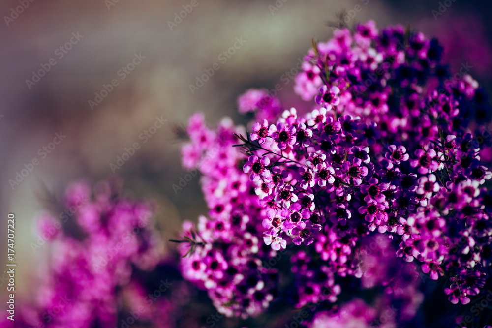 Fototapeta premium 花
