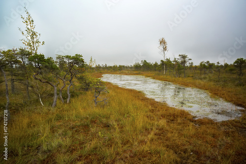 Latvia. beautiful colors in the swamp Dunikas