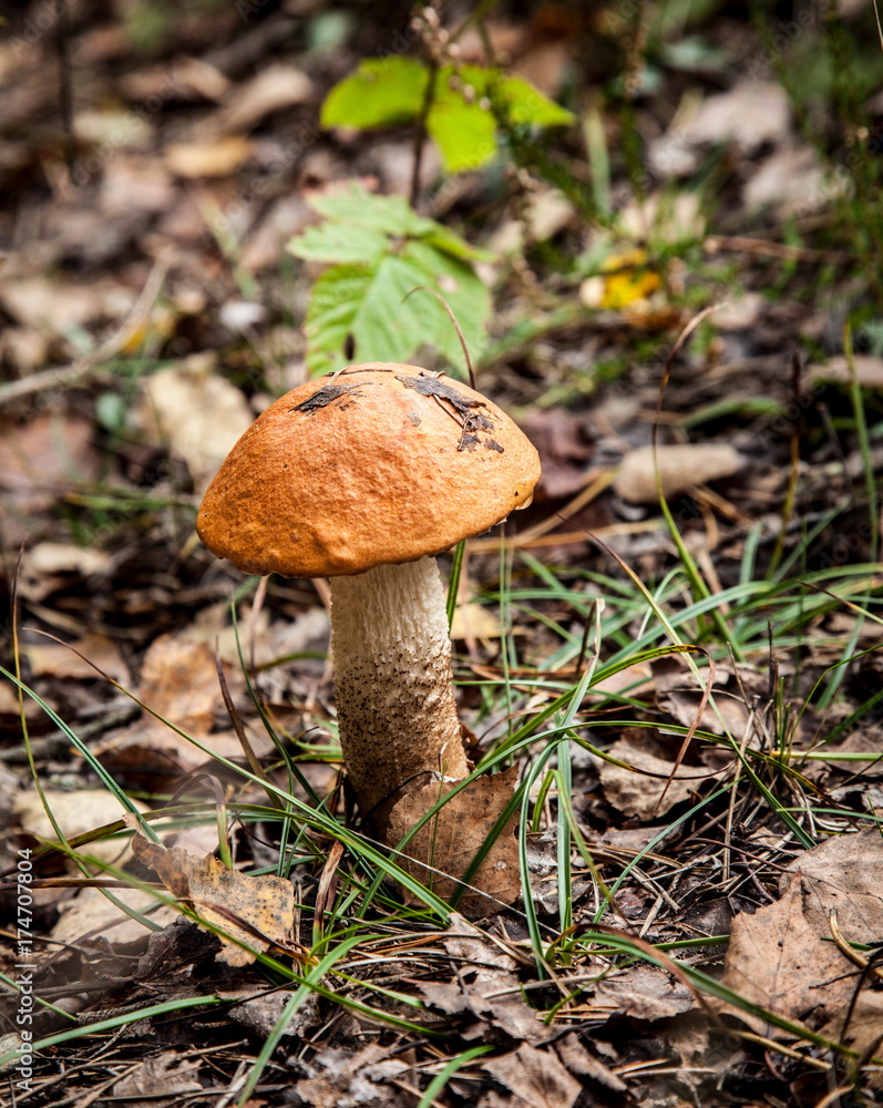 Mushrooms in the background of fallen leaves Mushrooms in the background of fallen leaves