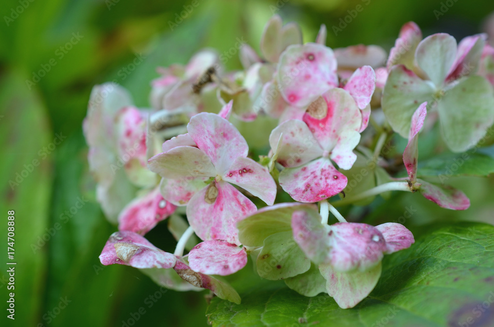 Obraz premium Hortensie weiß rot Blüte Nahaufnahme