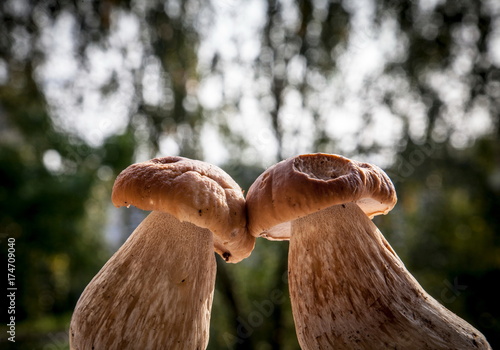 Картината върху платно Mushrooms