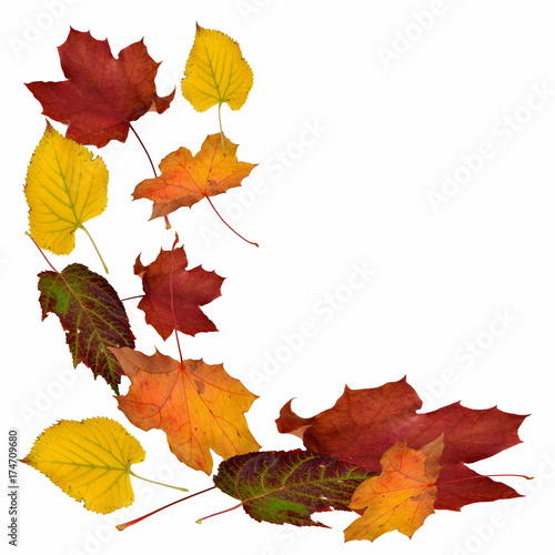 fallende Blätter, Herbstlaub