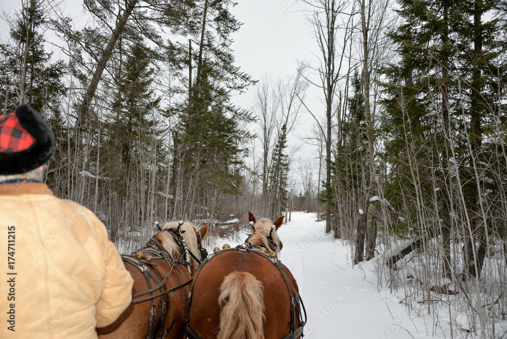 Back of Horses and sleigh ride through the woods 