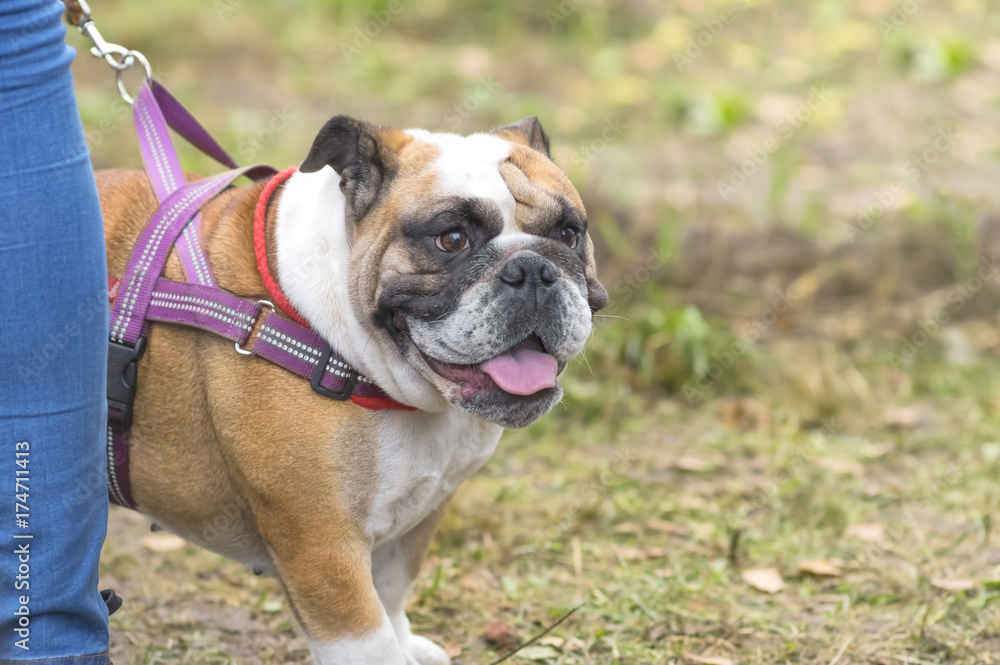 English Bulldog Close-up