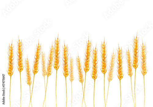 黄金色の麦畑 色鉛筆画 イラスト Stock イラスト Adobe Stock