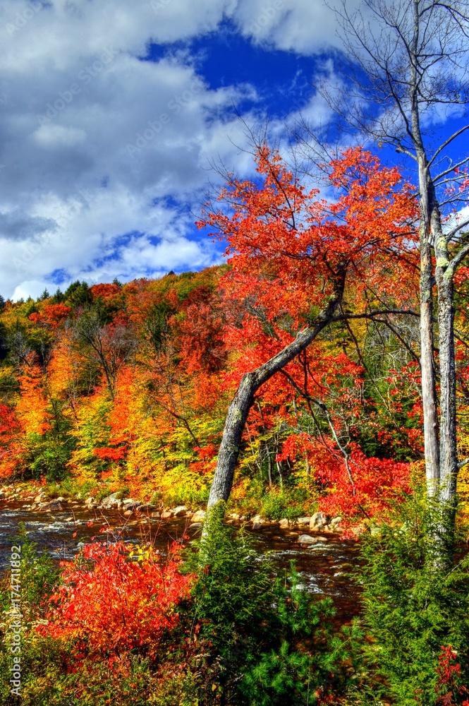 Naklejka premium New England Foliage