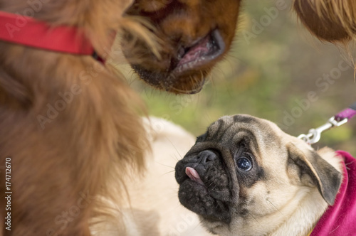 Pug dog Close-up © vizland