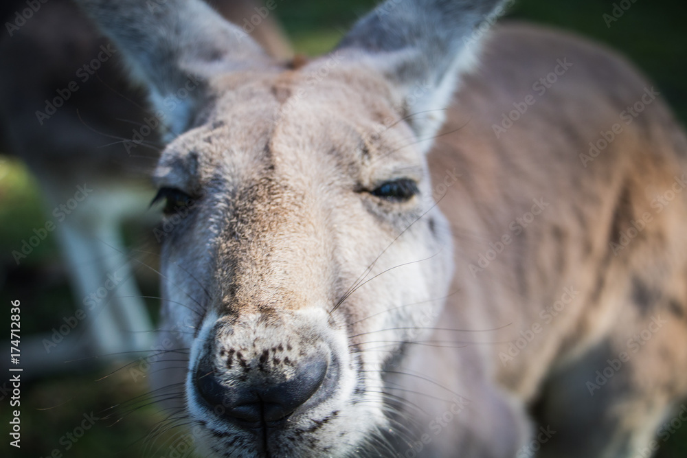 Close up of a grey Kangaroo looking straight