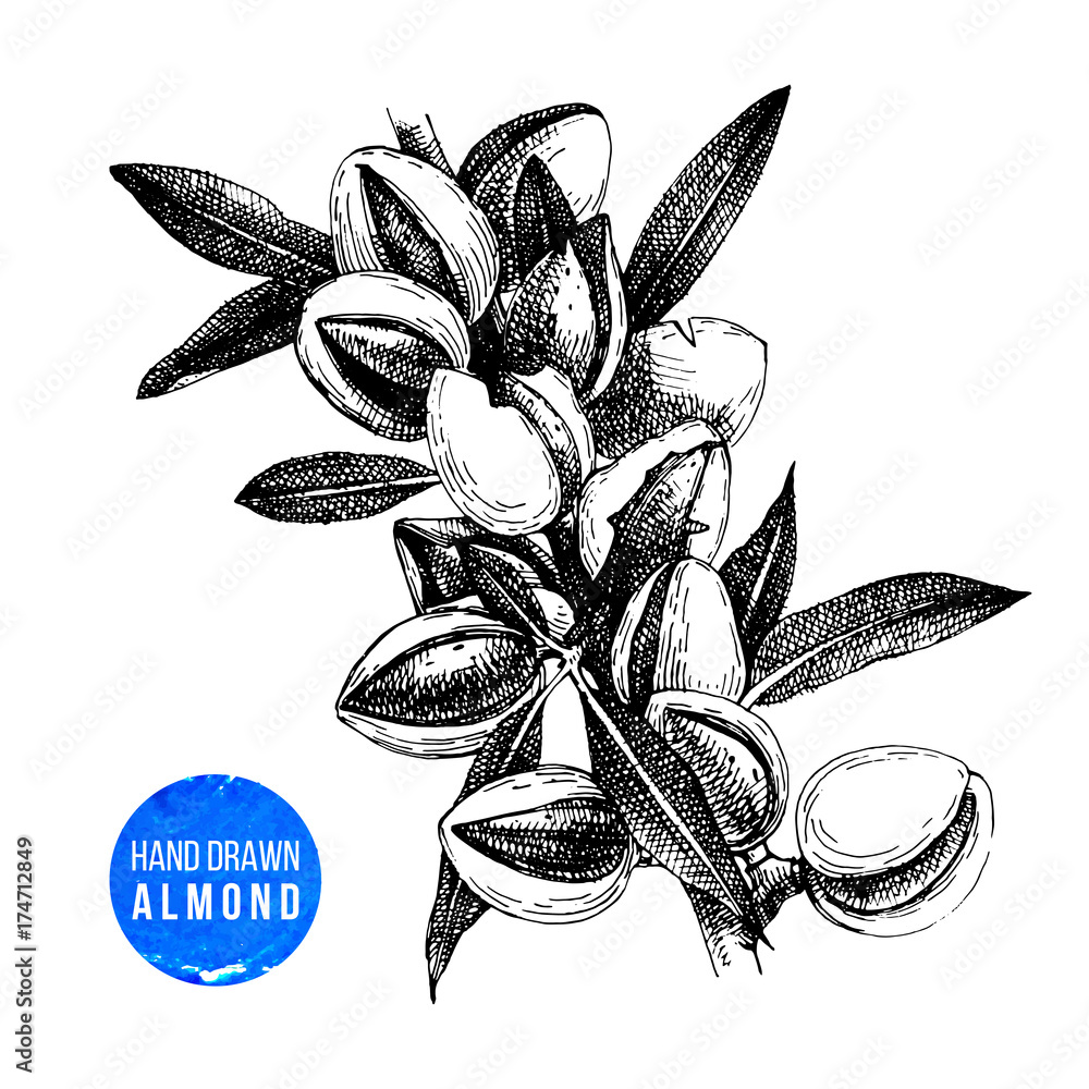 Hand drawn almond branch with leaves and nuts Hand drawn almond branch with leaves and nuts