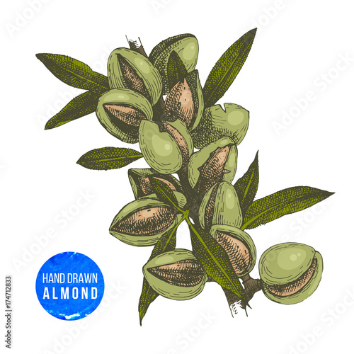 Hand drawn almond branch with leaves and nuts