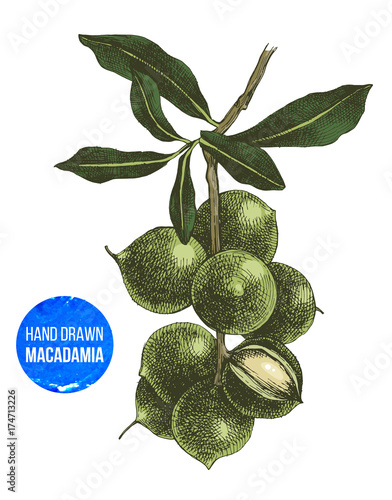 Hand drawn macadamia tree branch