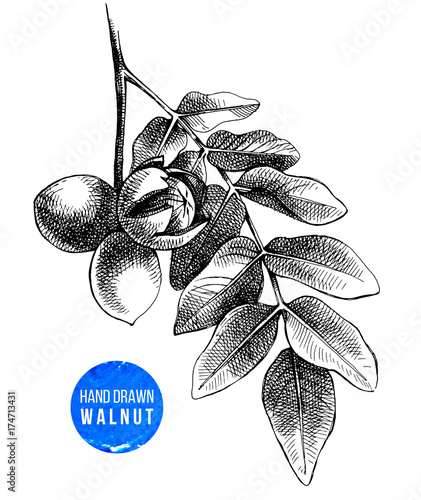 Hand drawn branch of walnut