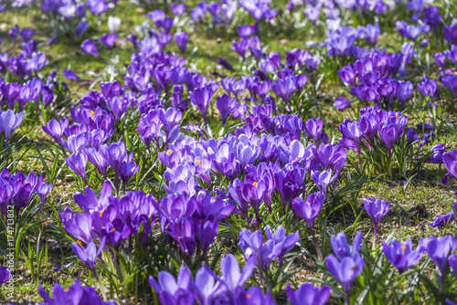 Beautiful color crocuses blooming in spring park in Szczecin