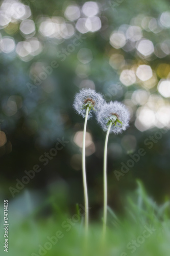 Fototapeta Naklejka Na Ścianę i Meble -  Dandelions