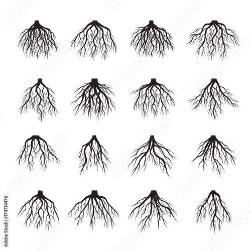Set of Black Roots Tree. Vector Illustration.