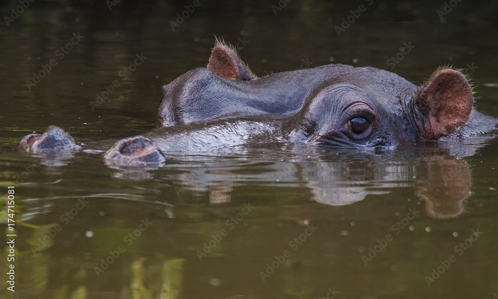 HIPPOPOTAMUS AMPHIBIUS, South Africa HIPPOPOTAMUS AMPHIBIUS, South Africa