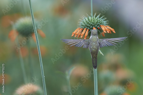 Peruvian Sheartail Hummingbird (Thaumastura cora) in flight, feeding on orange flowers at the Hummingbird Sanctuary in the Azapa Valley near Arica in northern Chile. photo