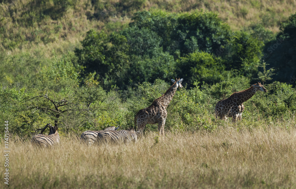 Fototapeta premium Giraffe South Africa